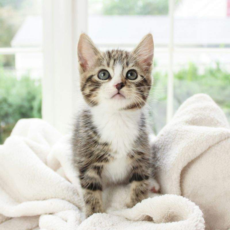 ねこみやびキャットケア株式会社