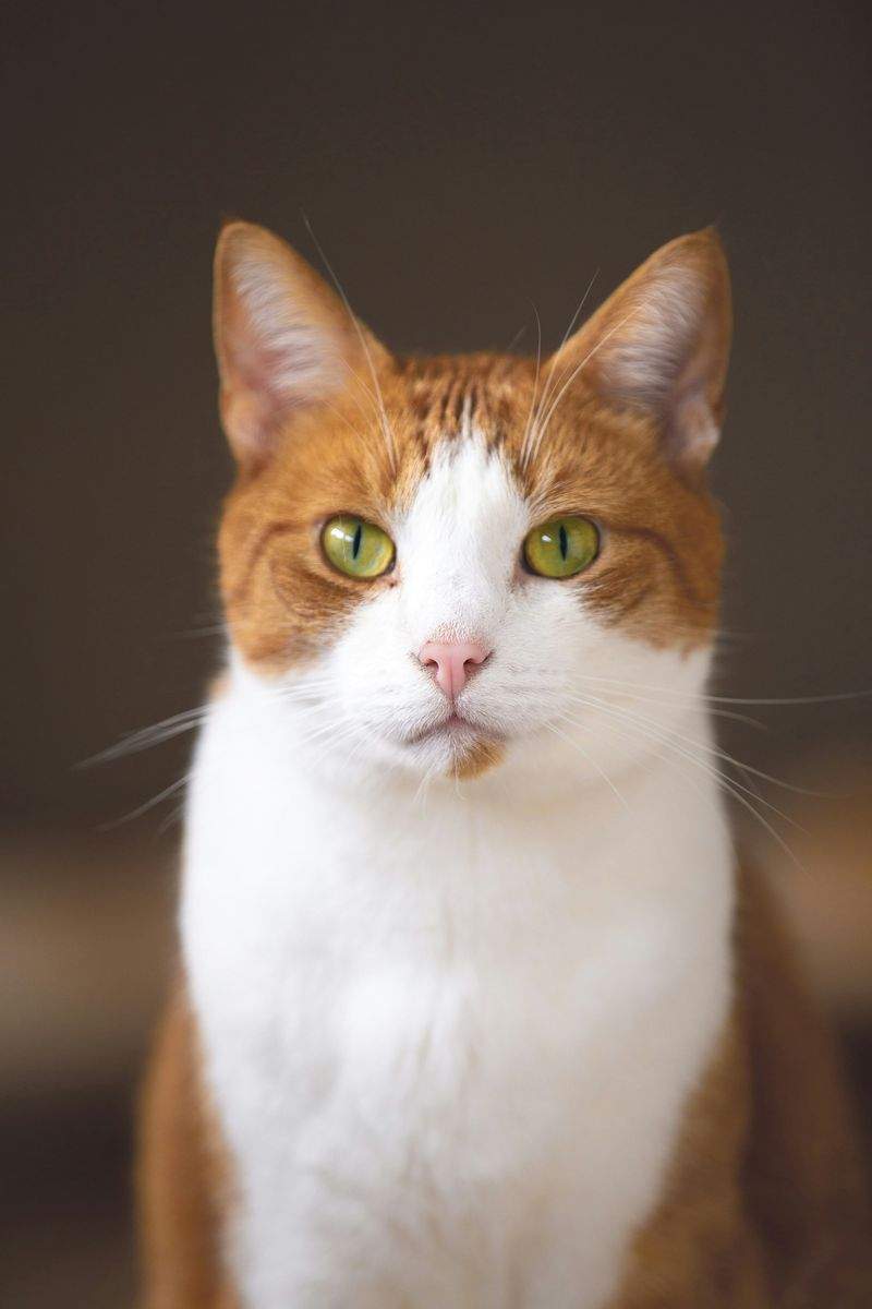 保護猫の滞在環境を見直し、安心感を高めた事例