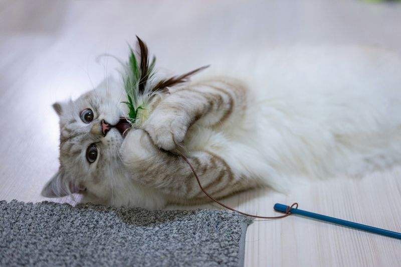 ねこみやびキャットケア株式会社 1