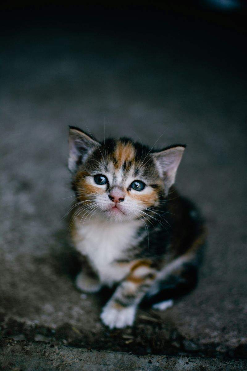 ねこみやびキャットケア株式会社 12