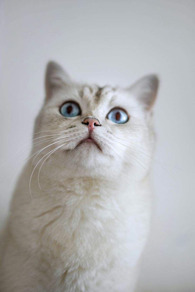 ねこみやびキャットケア株式会社 14