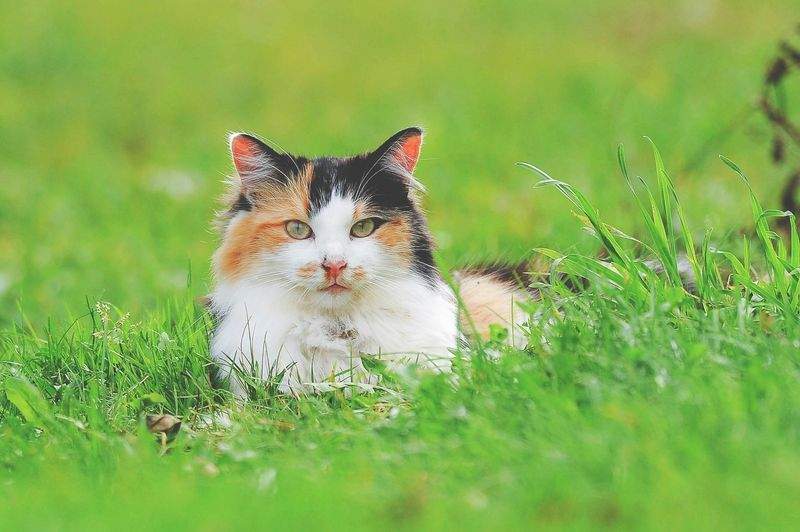 ねこみやびキャットケア株式会社 2