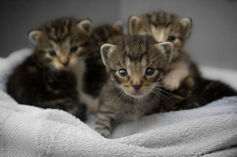 ねこみやびキャットケア株式会社 3