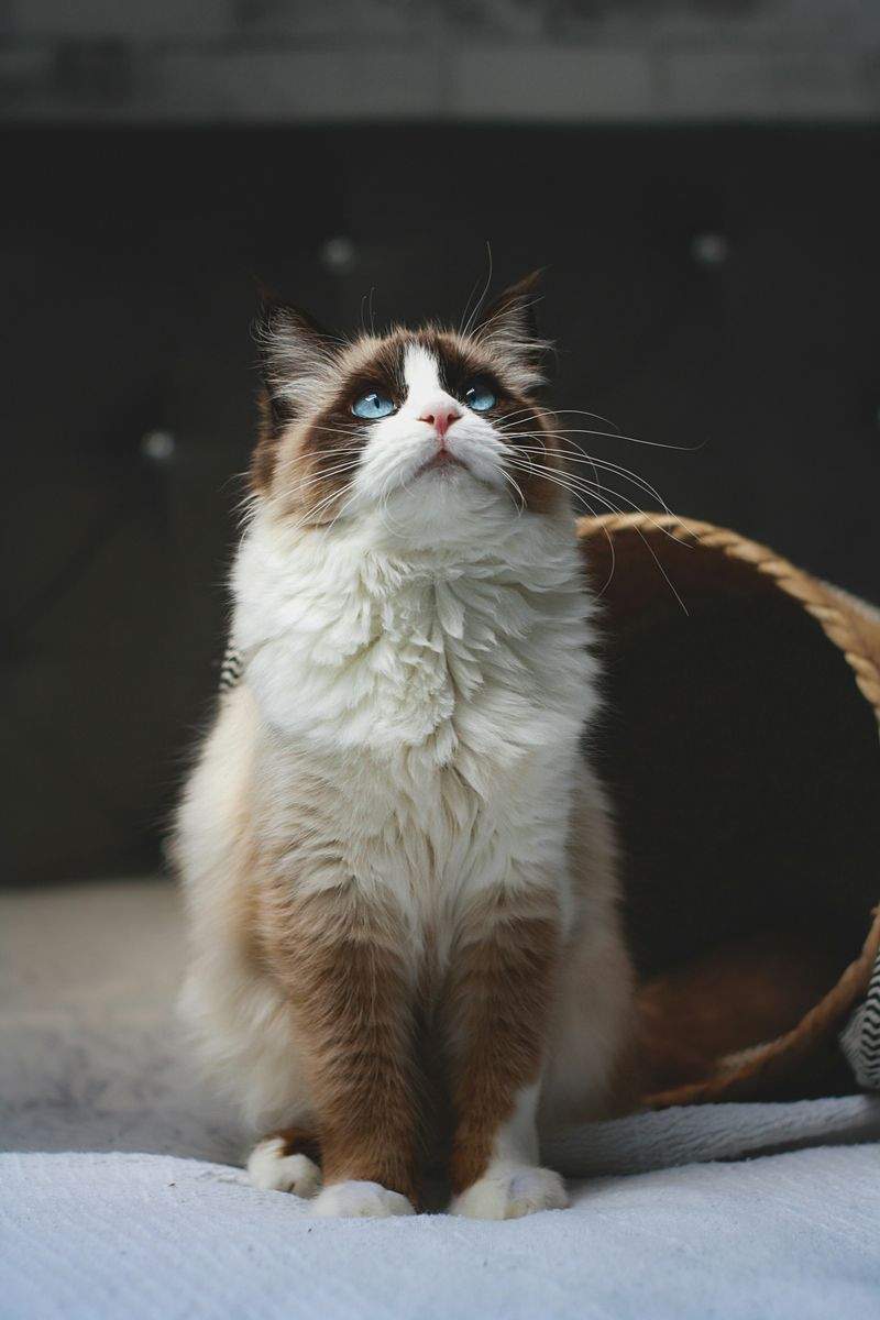 ねこみやびキャットケア株式会社 4