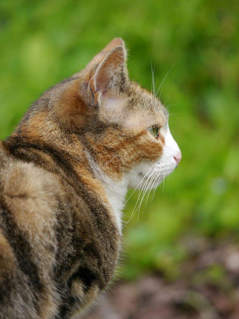 ねこみやびキャットケア株式会社 6