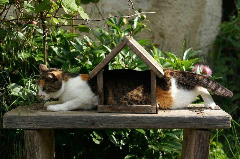 ねこみやびキャットケア株式会社 7