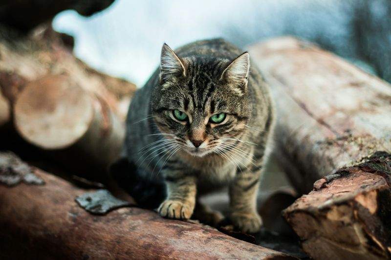 ねこみやびキャットケア株式会社 8