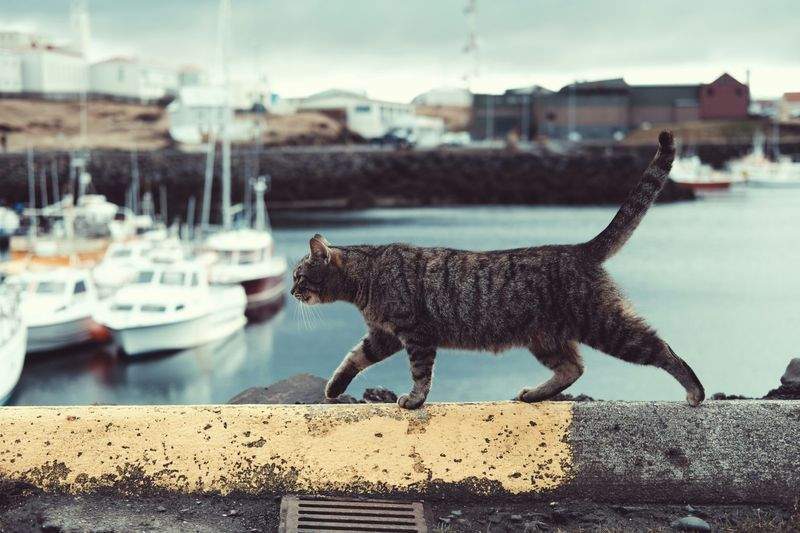 ねこみやびキャットケア株式会社