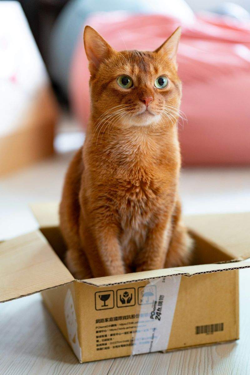 猫の定期健康チェックサポート