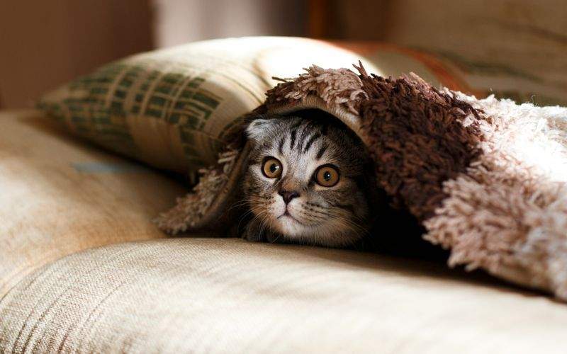 高齢猫向け生活サポート